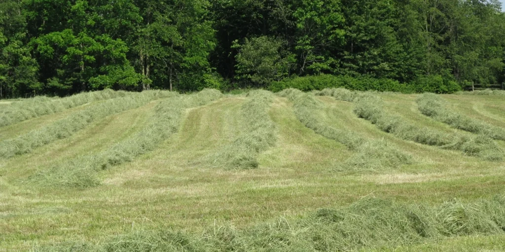 hayfield at natural burial cemetery